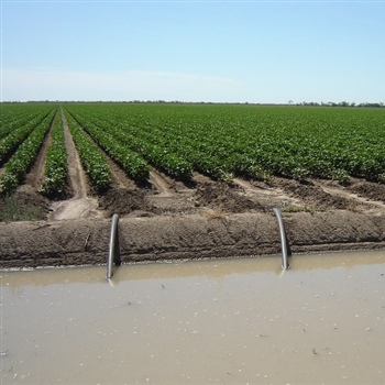 Irrigating Cotton Block